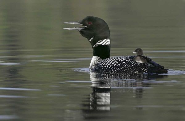 Canada, BC, Kamloops Common loon with chick